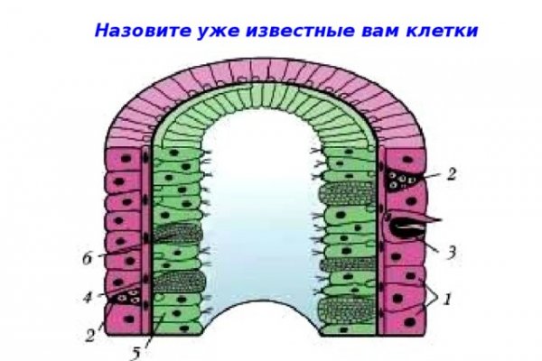 Кракен ссылки krakenwebs org