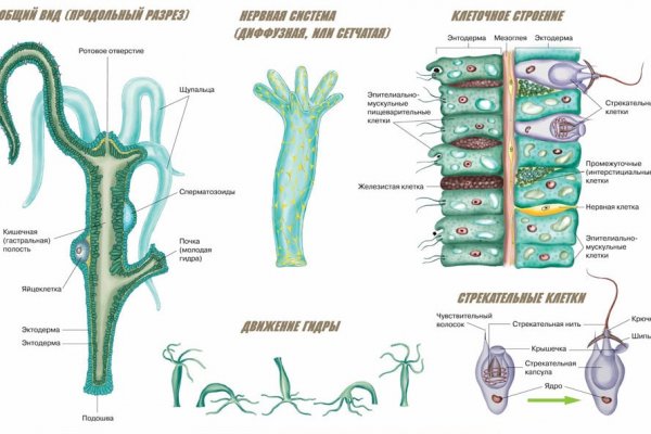 Kraken зеркала gigageek ru